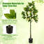 Faux citronnier 63 po en pot-1173117367