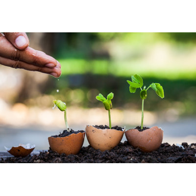 Hand Watering Young Plant Growing In Egg Shell In Garden by Sasiistock - Wrapped Canvas Print