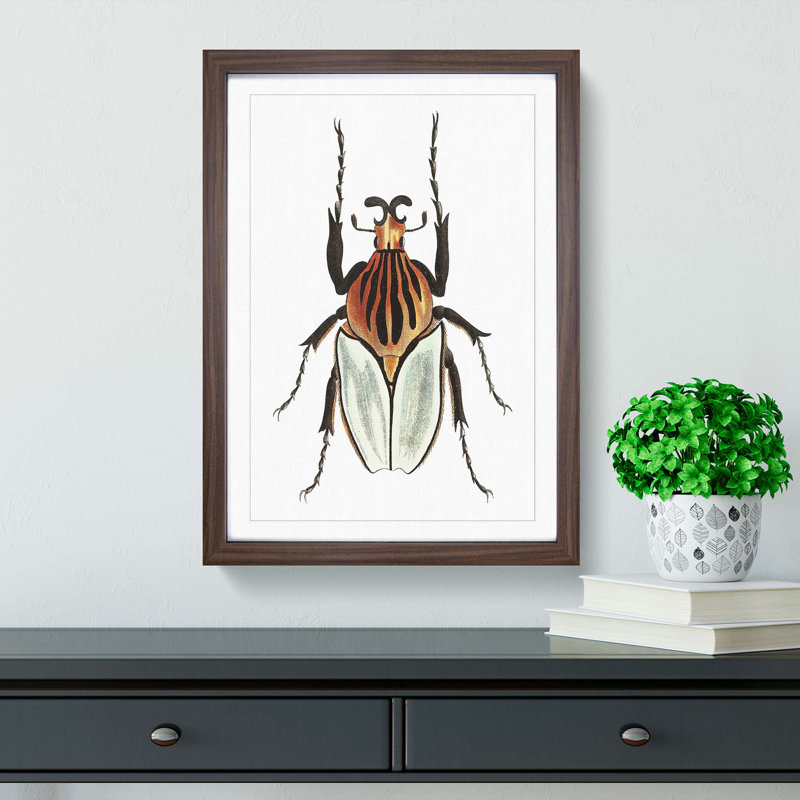 Cacique Beetle by George Shaw - Framed Print, 48cm H x 36cm W x 2cm D, Walnut Framed