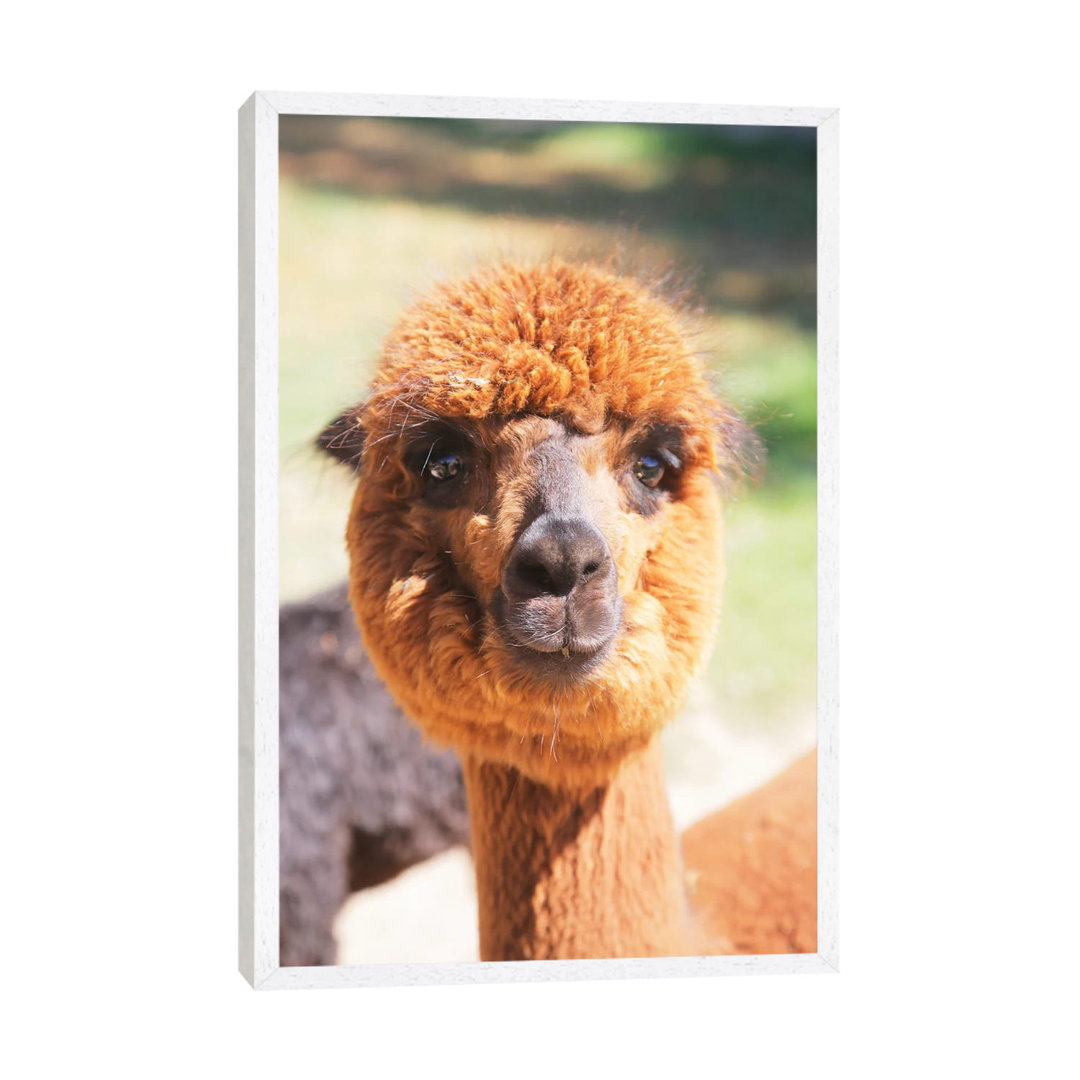 Puffy Brown Alpaca von Susan Vizvary - Gallery-Wrapped Canvas Giclée on Canvas