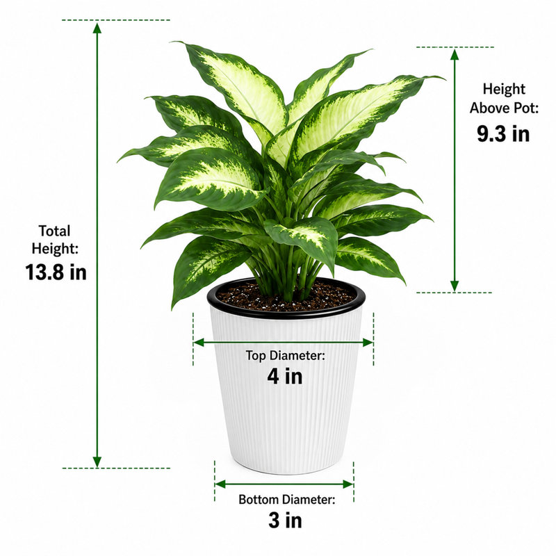 Dieffenbachia 'Camille' 4‑Inch Live Plant