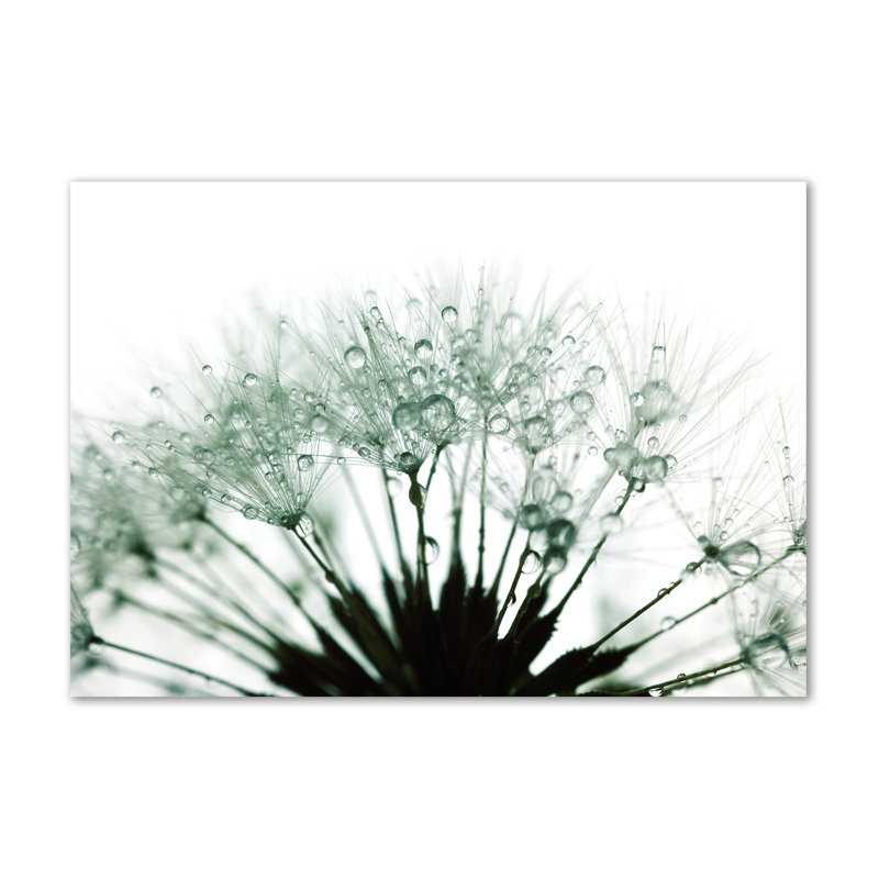 Dandelion Seeds - Wrapped Canvas Print