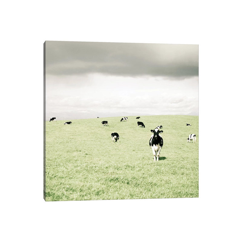 Curious Cows by Lupen Grainne - Wrapped Canvas Print, 30.48 cm H x 30.48 cm W