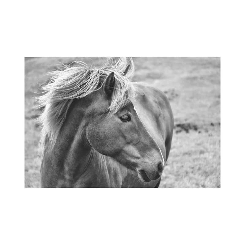 Icleandic Pony In Black And White by MScottPhotography - Wrapped Canvas Print, 66.04 cm H x 45.72 cm W