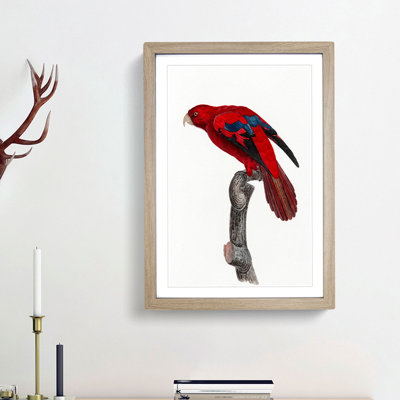 Red Lory by F. Levaillant - Picture Frame Painting Print