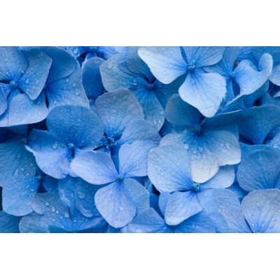 Hydrangea by Bikec - Print