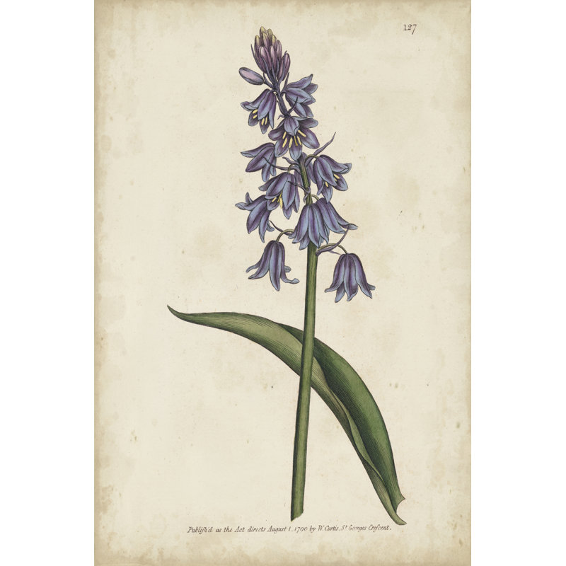 Lavender Curtis Botanicals II by Curtis - Painting Print, 122cm H x 81cm W, Black Floater Framed