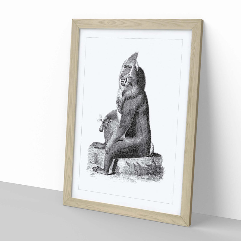 Baboon in Black & White by George Shaw - Framed Print, 60cm H x 40cm W x 2cm D, Oak