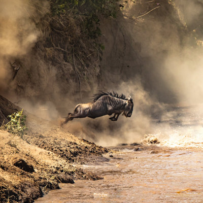 " Leaping Wildebeest "