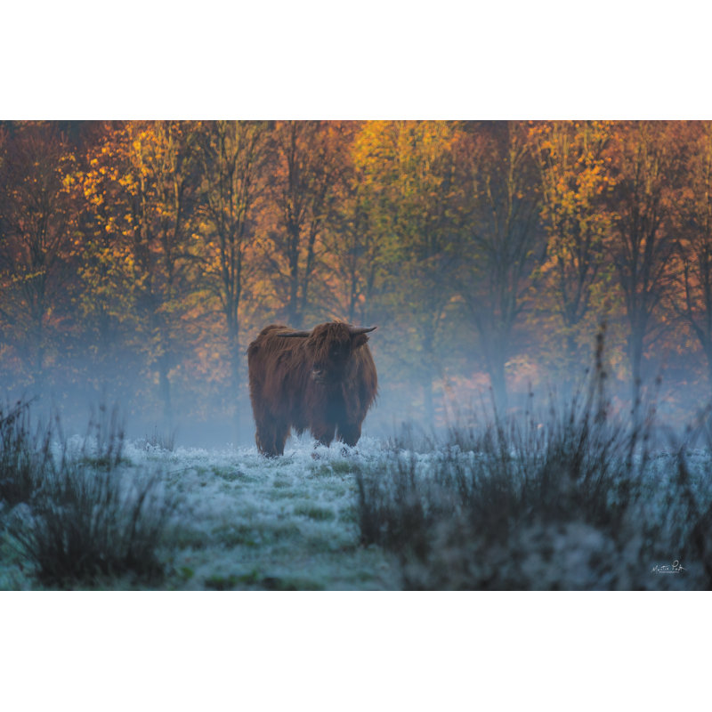 «Scottish Highlander» sur toile par Martin Podt, H 20 po x l 30 po x P 1,25 po
