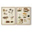Champignon III - Reproduction encadrée de qualité supérieure - prêt à être accroché - aucun clou requis - aucun clou requis-1364198757-1364198754