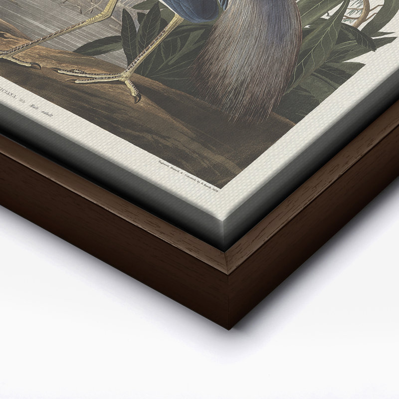 John James Audubon - héron de Louisiane, Black Framed, Poster, 18"H x 24"W