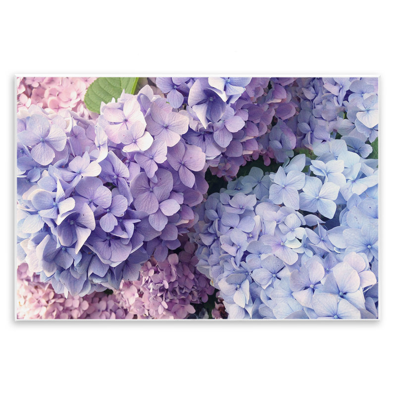Pastel Hydrangea, pétales de fleurs, estampe numérique par Lil 'Rue, H 10 po x l 15 po