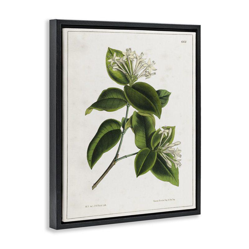 «Blooming Vintage Study Floater», art mural par Tina Higgins Designs, Inc., Cadre noir, H 21 po x l 17 po
