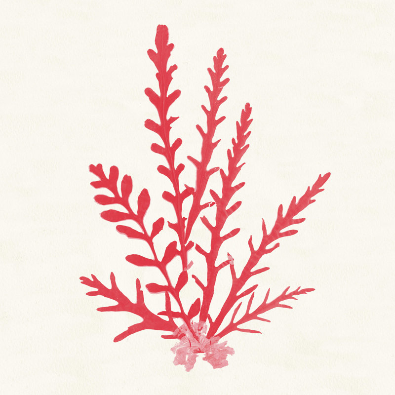 Pacific Sea Mosses III - rouge, H 30 po x l 30 po x P 1,25 po