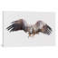 « arctique eagle », impression sur toile tendue-15809007-74298058-74298059
