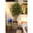 150cm Bamboo Tree in Planter