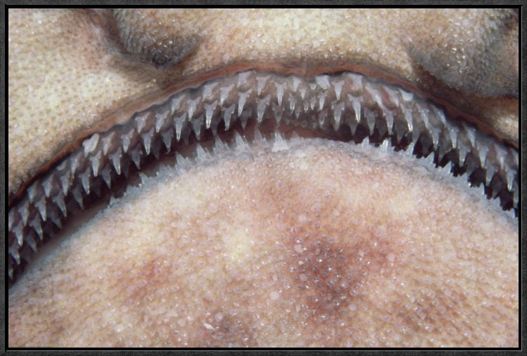 " Swell Shark Close-Up Of Teeth ", 16" H x 24" W, Wrapped Canvas