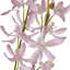 Cymbidium Spray-111171236