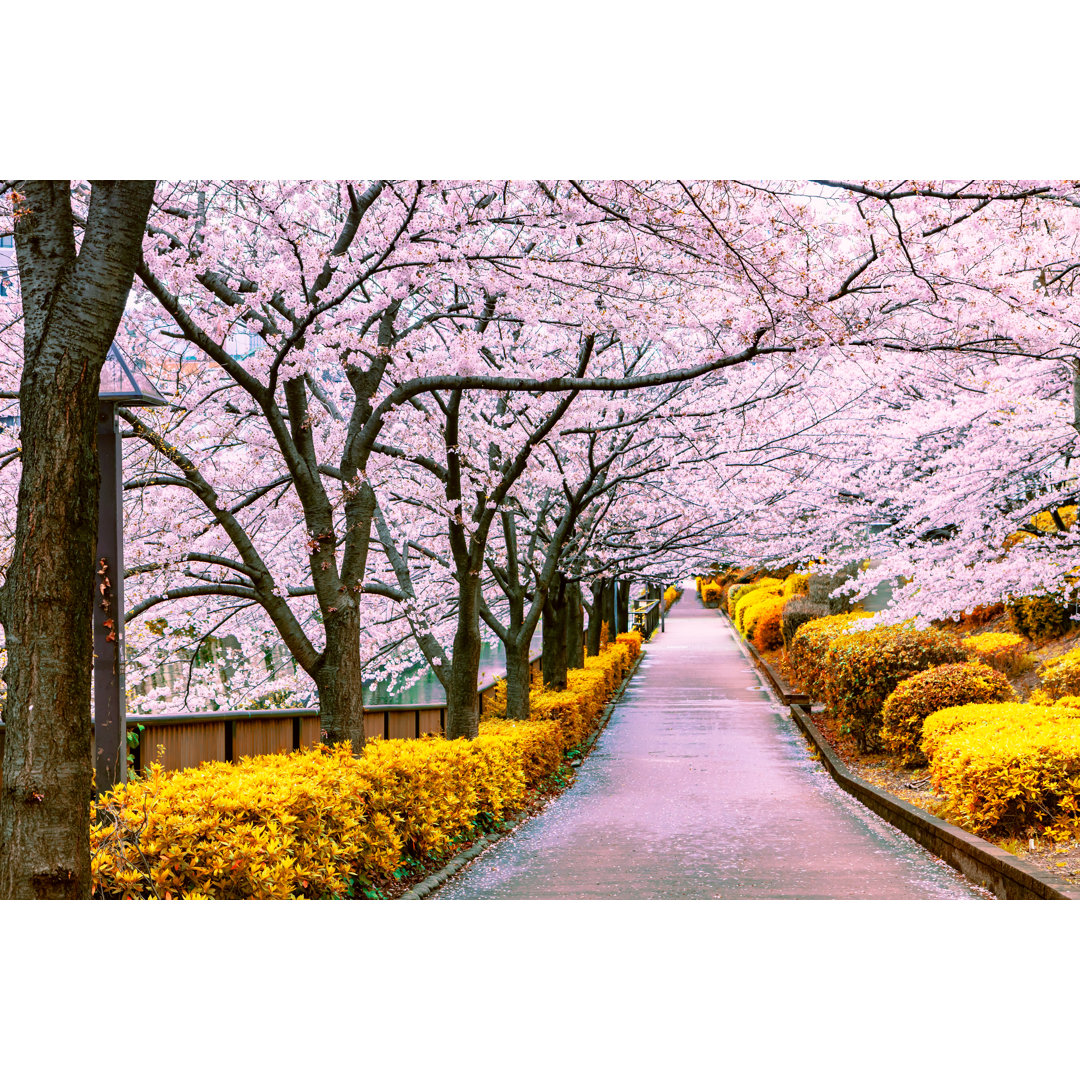 Leinwandbild Walkway unter dem Sakura-Baum, die die romantische Atmosphäre Szene in Tokio Japan Lynnley ist