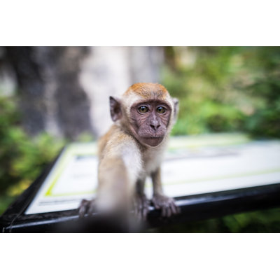 Monkey Taking a Selfie by Miodrag Ignjatovic