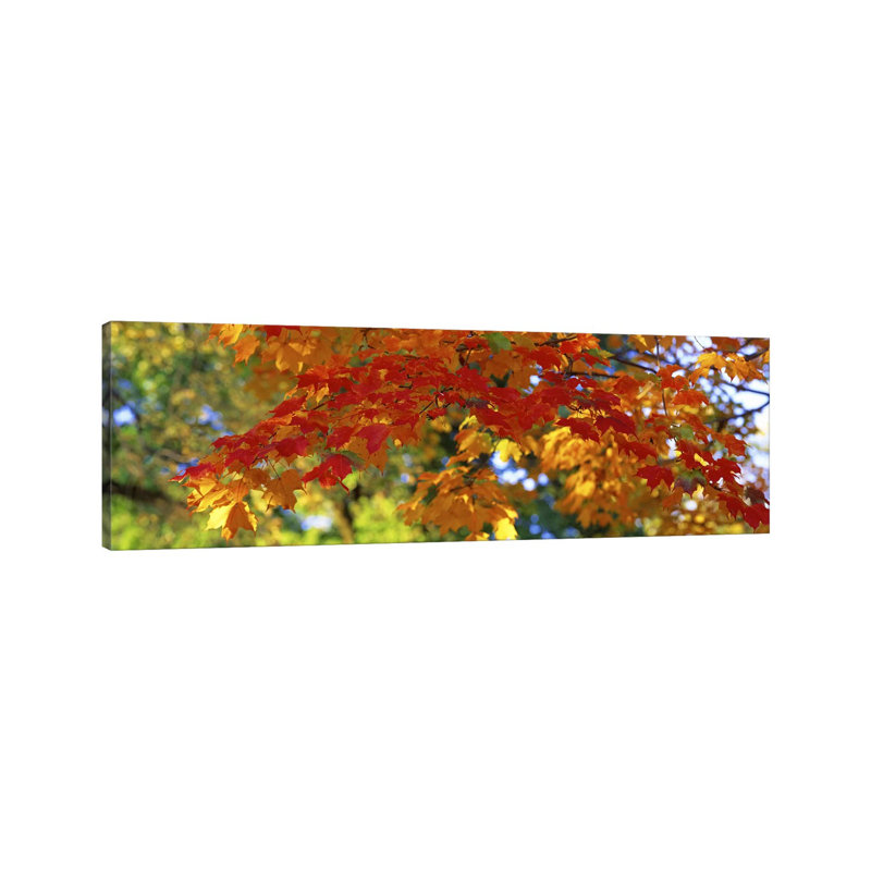 Fall Foliage, Guilford, Baltimore City, Maryland, USA - Wrapped Canvas Panoramic Print, 182.88 cm H x 60.96 cm W