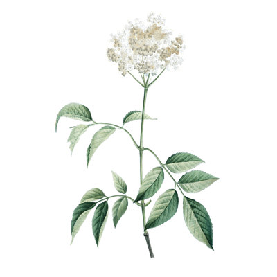 Doux botanique vert VI