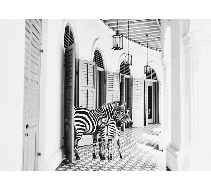 Art sur toile tendue par Latitude Run® Mansfield, Kathy Gallery: Zebra Hotel, H 36 po x l 48 po