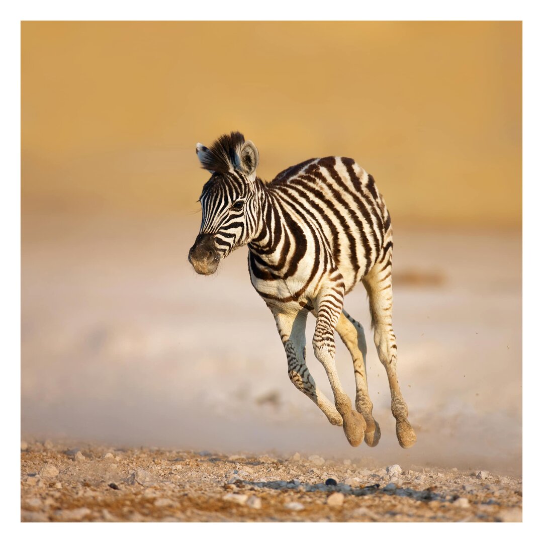 Strukturierte Fototapete Zebra Foals 1,92 m x 192 cm