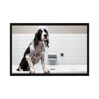 Adorable Springer Spaniel Dog In Tub II by Susan Schmitz - Print on Canvas