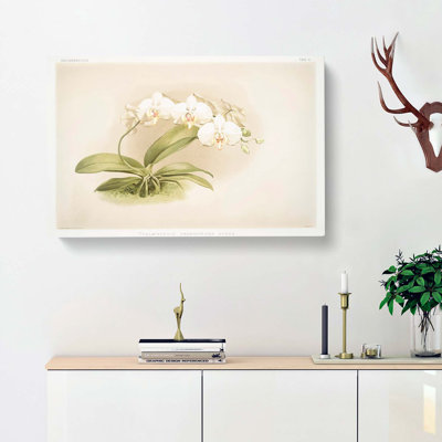 Magnolia Flowers Illustration Tab. 11 by Frederick Sander - Wrapped Canvas Print