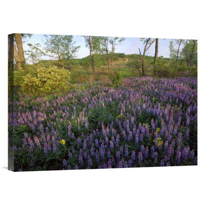 " Lupine "