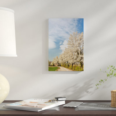 " Crabapple Trees With White Blooms, Louisville, Jefferson County, Kentucky, USA " by Adam Jones