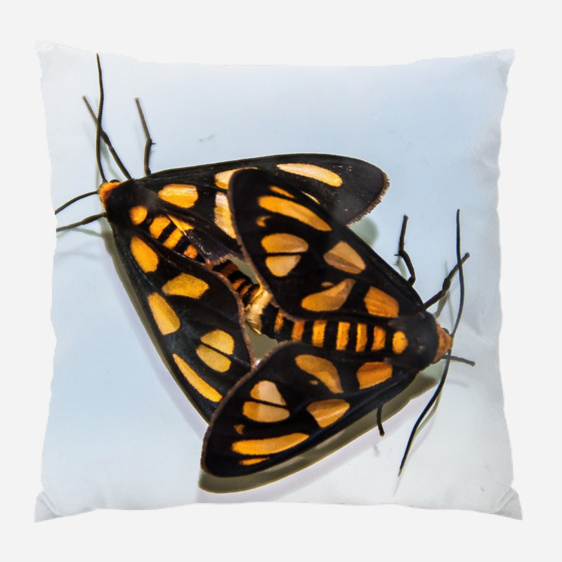Coussin moths