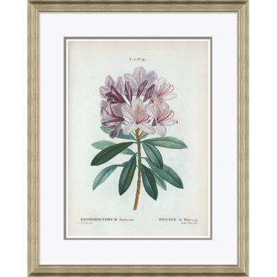 Rhododendrum Giclee Print by Paul Cezanne
