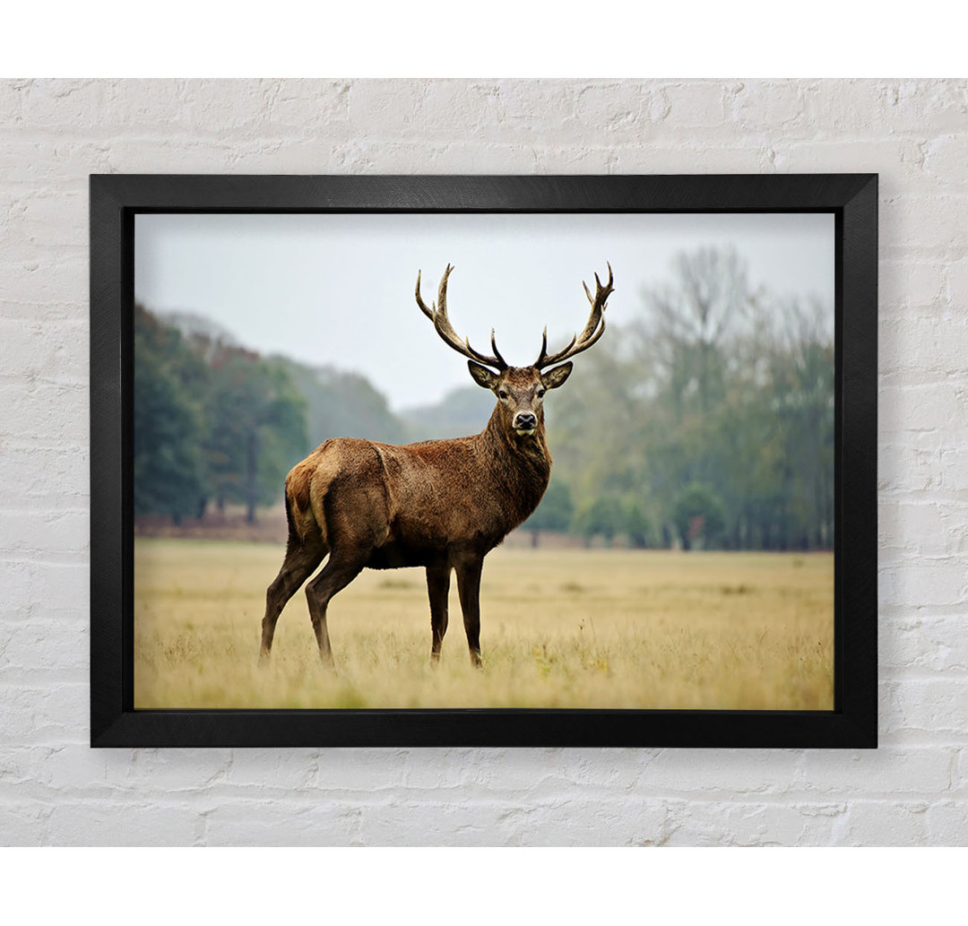 Red Deer Beauty Gerahmter Druck