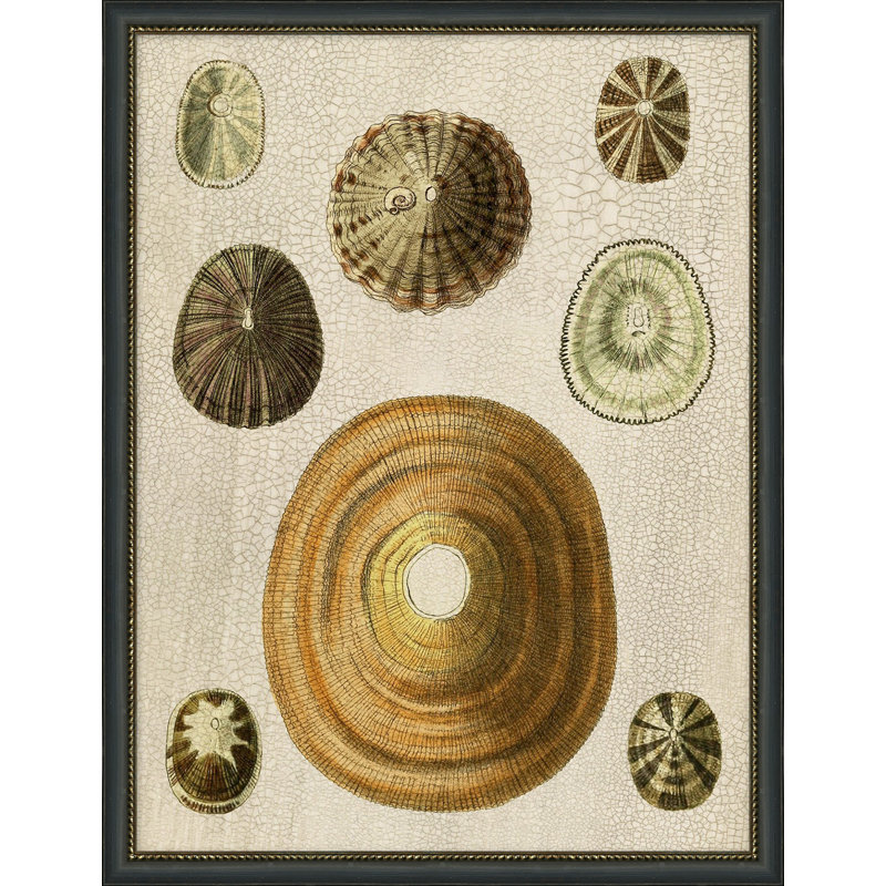 Variegated Shells 5 Painting