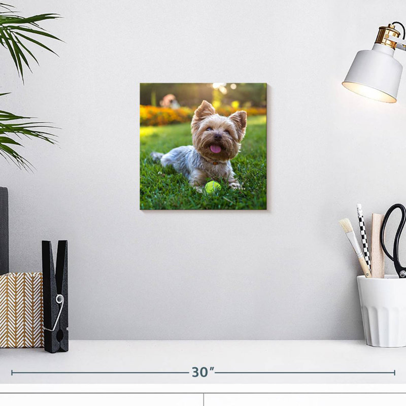 Crowle Yorkshire Terrier, 10" H x 10" W