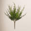 Arnell Monterey Cypress Bush