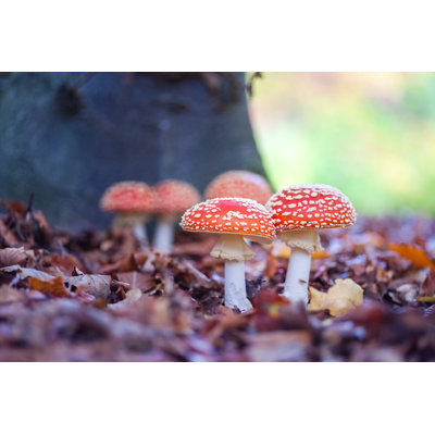 " Fly Agaric Toadstools " by Wavipicture