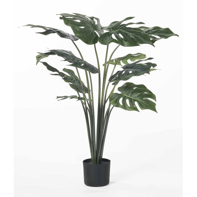 Monstera plante en pot