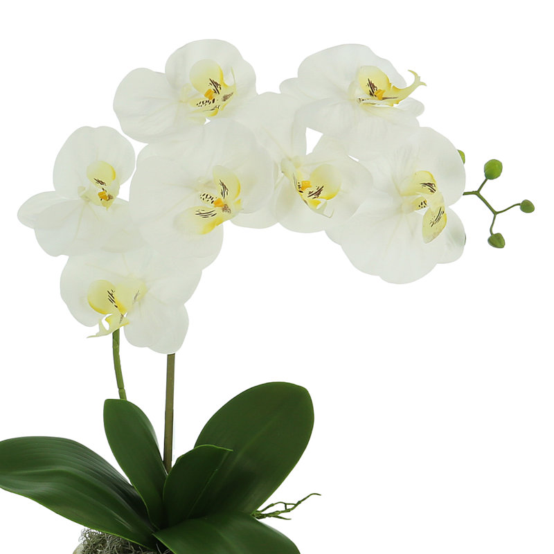 Orchid Arrangement In A Ceramic Vase With Orchid Leaves