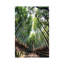 Kyoto'S Bamboo Forest II by Philippe Hugonnard - Wrapped Canvas Gallery-Wrapped Canvas Giclée-313810433-318595927