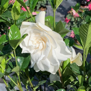 OnlinePlantCenter Live Gardenia Plant in Nursery Pot