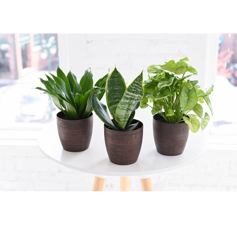 Live Low Light Houseplant Set, Copper