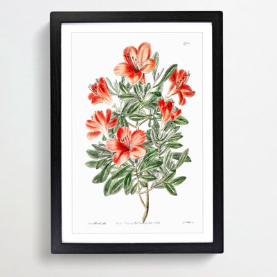 Red Chinese Azalea Flowers - Picture Frame Painting Print