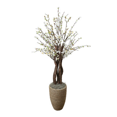 White Cherry Blossom Tree in Tan Pot