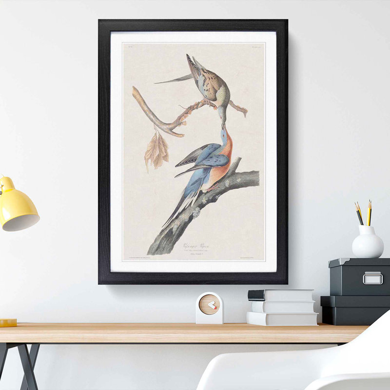 Passenger Pigeons by John Audubon - Framed Print, 48cm H x 36cm W x 2cm D, Black Framed