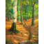 Path In The Woods - Wrapped Canvas Art Prints-1597704023