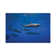 Dolphins by Barathieu Gabriel - Wrapped Canvas Photograph